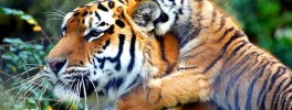 Nepaltigers Nepaltigers