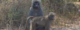 Baboons Baboons