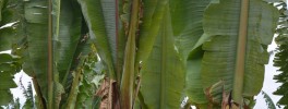 False banana tree Ethiopia's false banana tree