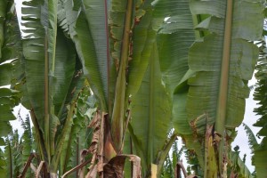 False banana tree Ethiopia's false banana tree