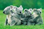 Koalas under threat (photo: fanpop.com)