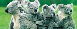 koalas Koalas under threat (photo: fanpop.com)