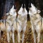 wolves wolves