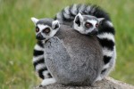 Lemurs from Madagascar, a biodiversity hotspot facing enormous human population pressures [photo credit: Treehgr at English Wikipedia]