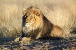 Lion in Namibia [Wikimedia Commons, https://commons.wikimedia.org/wiki/File:Lion_waiting_in_Namibia.jpg]