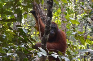 An endangered orangutan in Kalimantan, Indonesia (photo credit: Suzanne York)