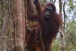 Orangutans in Tanjung Puting National Park, Kalimantan [photo credit: Suzanne York]