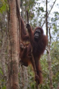 Orangutans in Tanjung Puting National Park, Kalimantan [photo credit: Suzanne York]