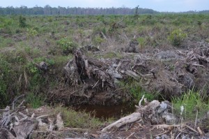 Clearing of forests for palm oil in Kalimantan [photo credit: Suzanne York]