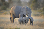 [photo credit: Diana Robinson, Flickr, Creative Commons Mother elephant with twins in Amboseli]