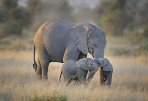[photo credit: Diana Robinson, Flickr, Creative Commons Mother elephant with twins in Amboseli]
