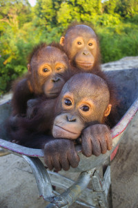 Rescued orangutan orphans [photo: International Animal Rescue]