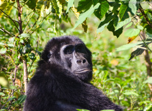[Mountain gorilla, Bwindi Impenetrable National Park, Uganda. Photo: Suzanne York]