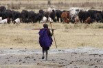 Young Masai herder. [Photo: Andreas Lederer, Creative Commons Attribution 2.0 Generic license.]