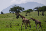 Giraffes in northern Uganda [photo: Suzanne York]