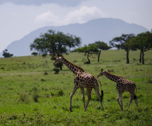 Giraffes in northern Uganda [photo: Suzanne York]