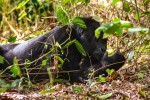 One of the silverbacks of Bwindi Impenetrable National Park [photo: Suzanne York]