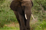 Elephant in Murchison Falls National Park, Uganda