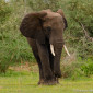 Elephant in Murchison Falls National Park, Uganda