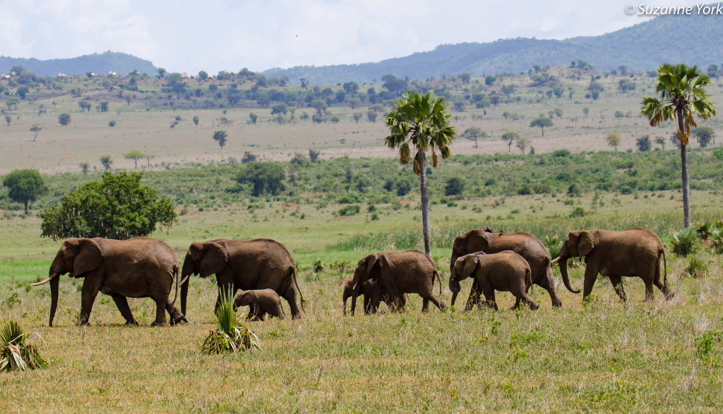 A thriving herd of elephants in Kidepo National Park, Uganda. [Photo: Suzanne York]