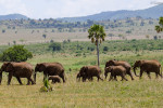 A thriving herd of elephants in Kidepo National Park, Uganda.  [Photo: Suzanne York]
