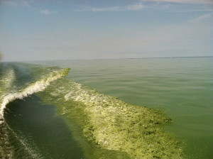 Lake Erie [photo: Harmful algae bloom. Lake Erie. July 22, 2011. Credit: NOAA.]