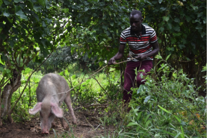 Jasper takes care of one the pigs got from YETA