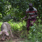Jasper takes care of one the pigs got from YETA