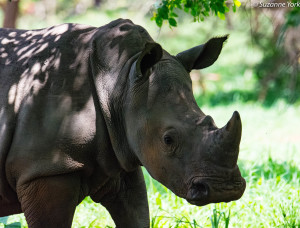 Endangered young white rhino in Uganda [photo: Suzanne York]