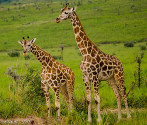 Giraffes in Murchison Falls National Park, Uganda [photo: Suzanne York]