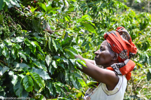 Sustainable coffee cooperative worker, near Bwindi Impenetrable National Park, Uganda [photo: Suzanne York]