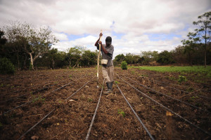 [Photo: https://commons.wikimedia.org/wiki/File:Farmer_works_a_field_of_beans,_Nicaragua.jpg]