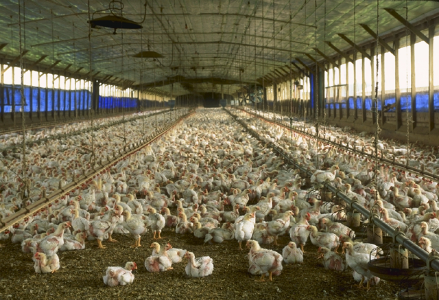 Credit: Florida chicken house by Larry Rana, USDA from Wikimedia Commons (Public Domain)