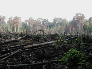 Deforestation in Mexico [photo: https://www.flickr.com/photos/74281168@N00/173937750/]