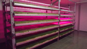 A "grow deck" commercial sprouting system {https://en.wikipedia.org/wiki/Vertical_farming}