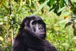 Mountain gorilla, Bwindi Impenetrable Natl Park [photo: Suzanne York]