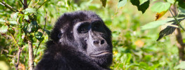Mountain gorilla, Bwindi Impenetrable Natl Park [photo: Suzanne York]