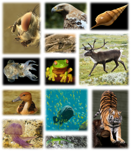 [photo: Biodiversity Wikimedia Commons]