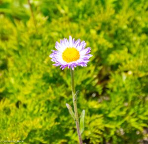 alpine flower