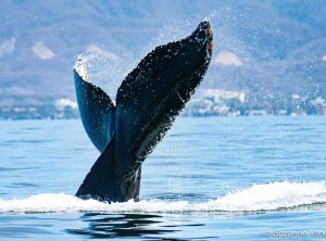 whale ballerina